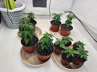 Growreport Bild 2