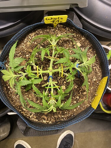 Growreport Bild 58