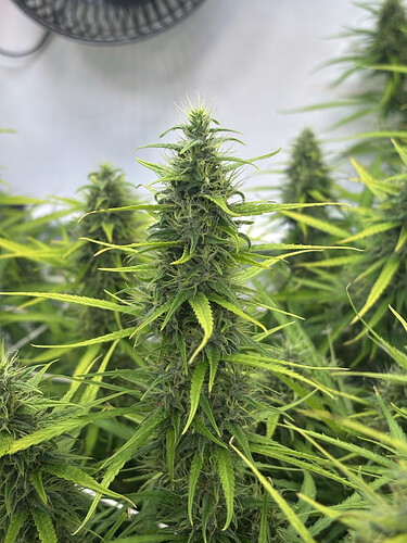 Growreport Bild 6