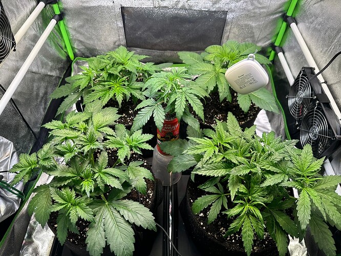 Growreport Bild 6