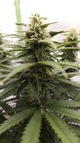 Growreport Bild 12