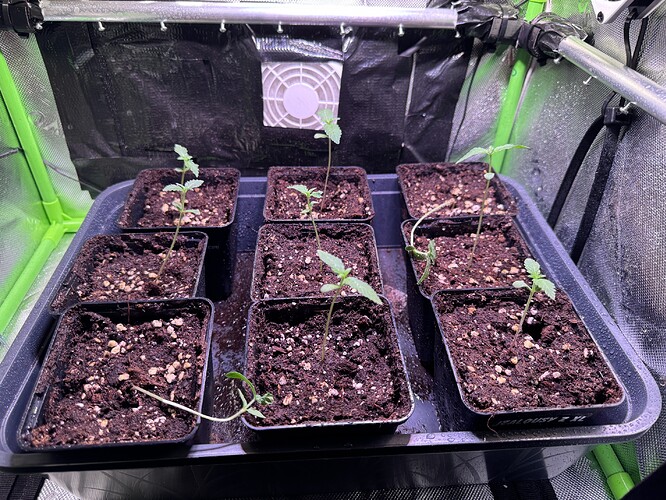 Growreport Bild 9