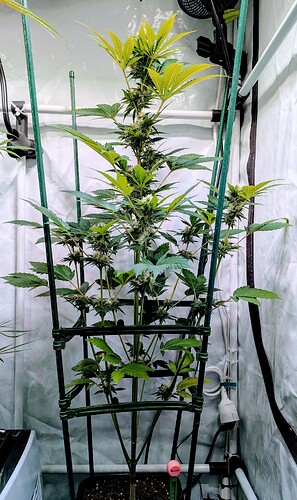 Growreport Bild 7