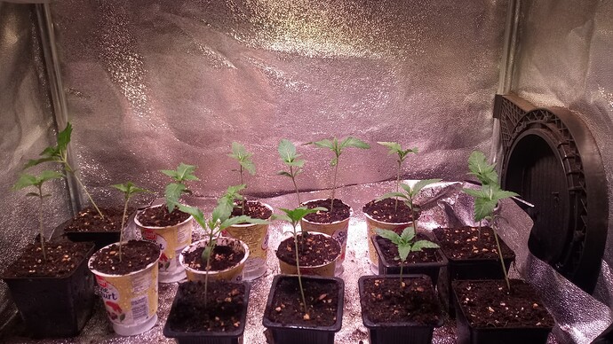 Growreport Bild 4