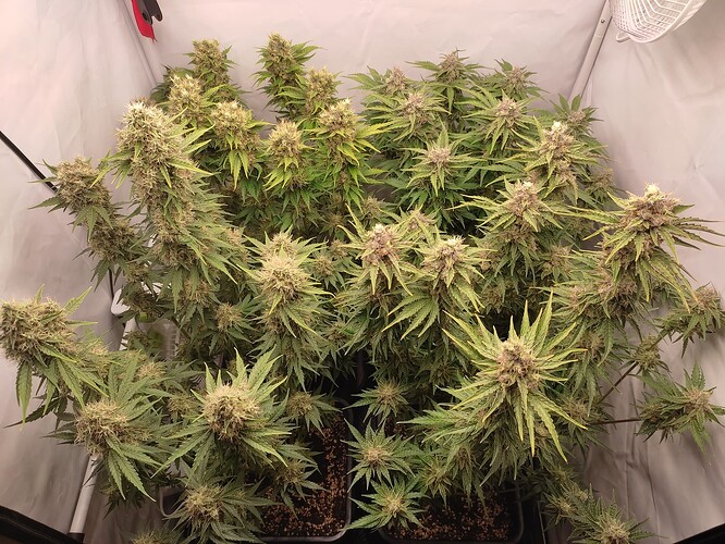Growreport Bild 26