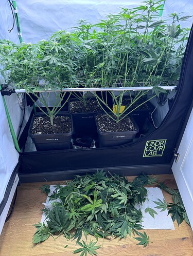 Growreport Bild 32