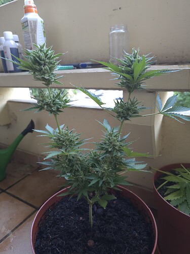 Growreport Bild 2