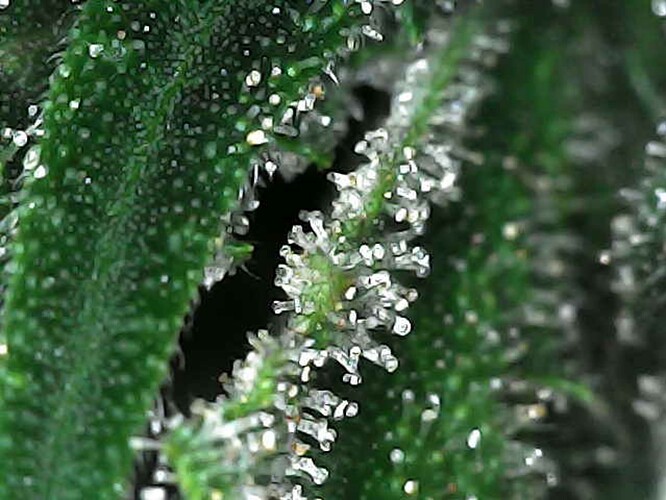 Growreport Bild 9