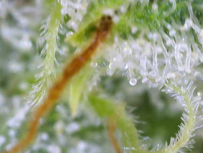 Growreport Bild 21