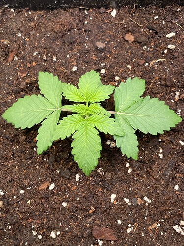 Growreport Bild 4