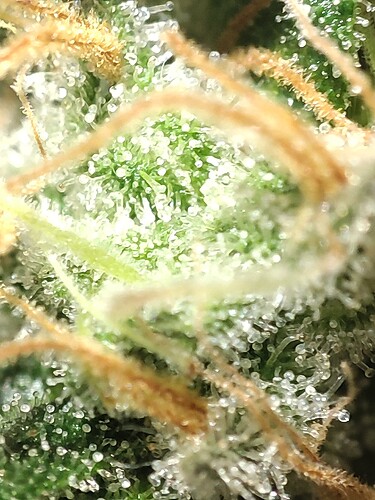 Growreport Bild 108