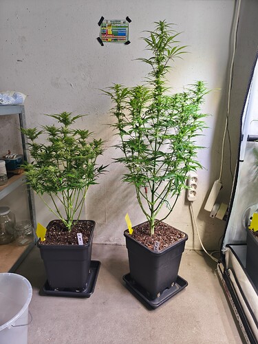 Growreport Bild 2