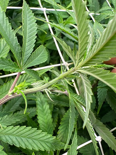 Growreport Bild 49