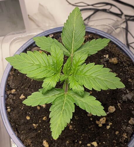 Growreport Bild 34