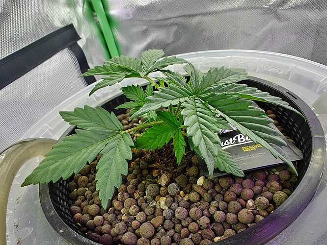 Growreport Bild 1