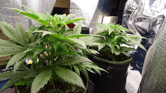 Growreport Bild 6