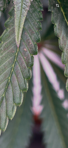 Growreport Bild 2