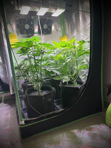Growreport Bild 3