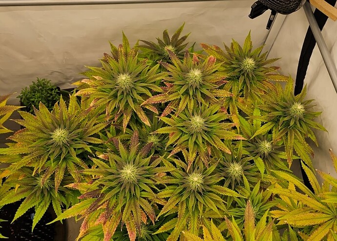 Screenshot_20241017_072919_Gallery