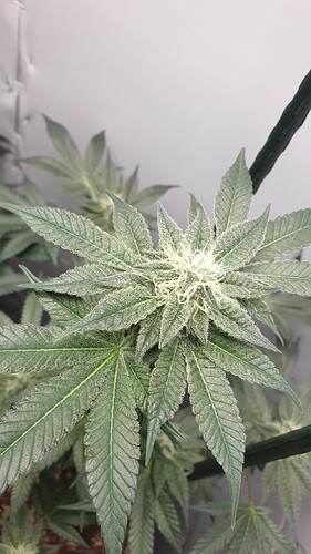 Growreport Bild 4