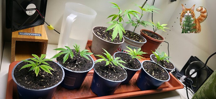 Growreport Bild 1