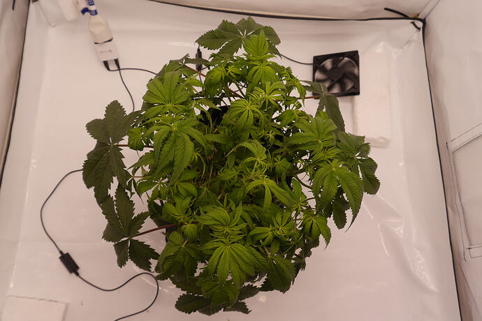 Growreport Bild 3