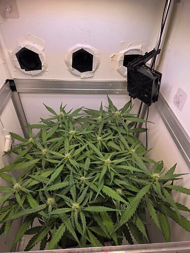 Eine Cannabis-Pflanze in einer Growbox in der frühen Blütephase, von oben fotografiert.