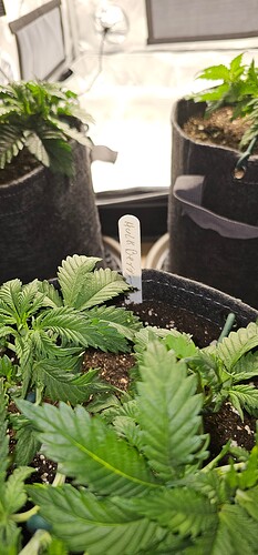 Growreport Bild 4