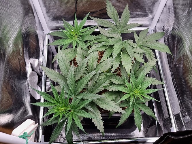 Growreport Bild 5