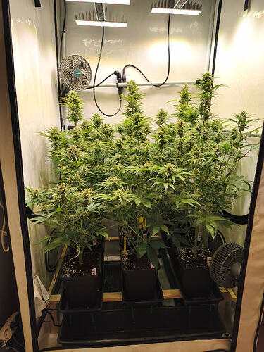 Growreport Bild 5