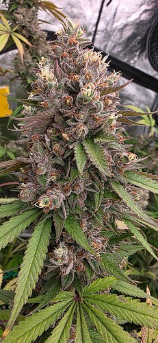 Growreport Bild 41