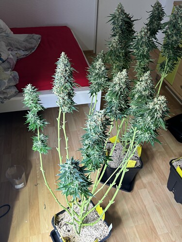 Growreport Bild 68