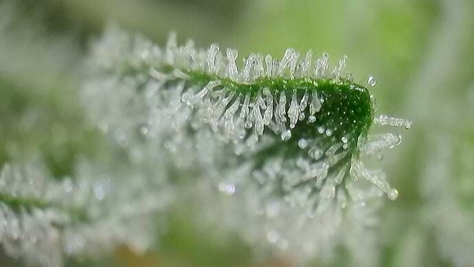 Growreport Bild 13