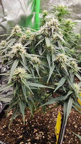 Growreport Bild 5