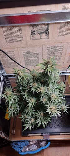 Growreport Bild 4