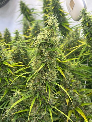 Growreport Bild 4