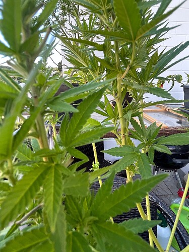 Growreport Bild 6