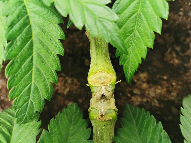 Growreport Bild 9