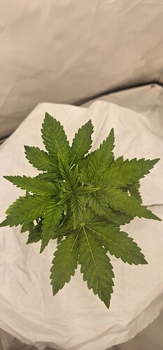 Growreport Bild 32