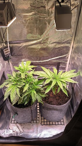 Growreport Bild 18