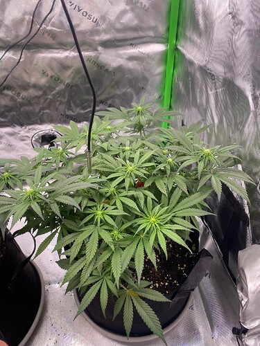 Growreport Bild 7
