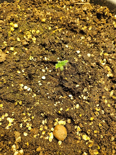 Growreport Bild 11
