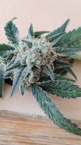 Growreport Bild 11