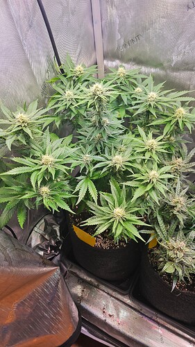 Growreport Bild 2