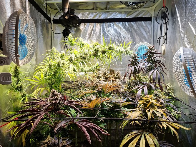 Mehrere Cannabis-Pflanzen in einem Zelt, einige mit dunklen, violetten Blättern und dichten Blütenständen, andere mit hellgrünen Blättern und weniger entwickelten Blüten. Ventilatoren sind an den Wänden des Zeltes montiert.