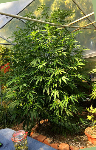 Grow2608241