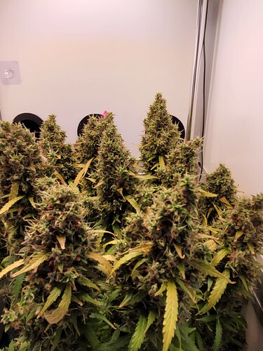 Growreport Bild 2