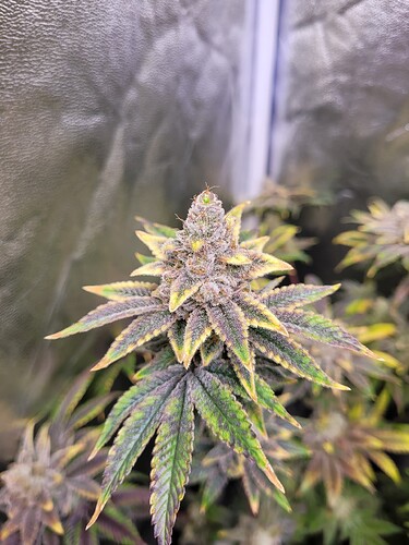 Growreport Bild 7