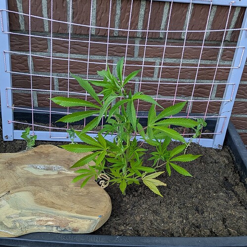 Growreport Bild 7