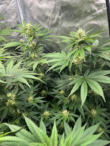 Growreport Bild 9